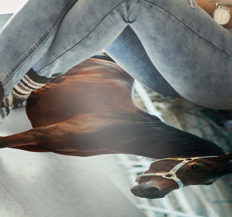 Alfombra vinílica de animales majestuoso retrato de caballo - TenVinilo