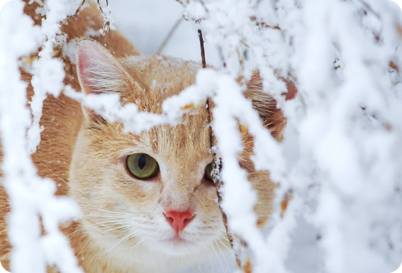 Alfombra vinílica de animales gato con estalactita - TenVinilo