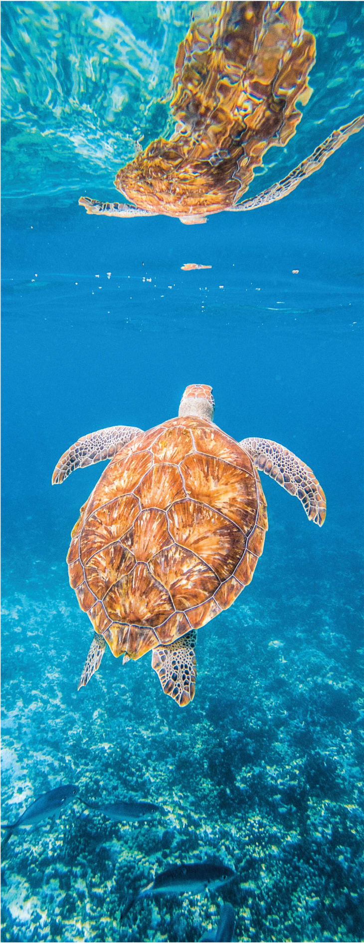 Alfombra vinílica baño tortuga hermosa bajo el agua - TenVinilo