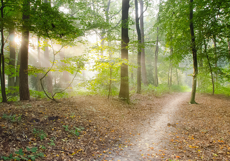 Alfombra vinílica verde camino de serenidad - TenVinilo