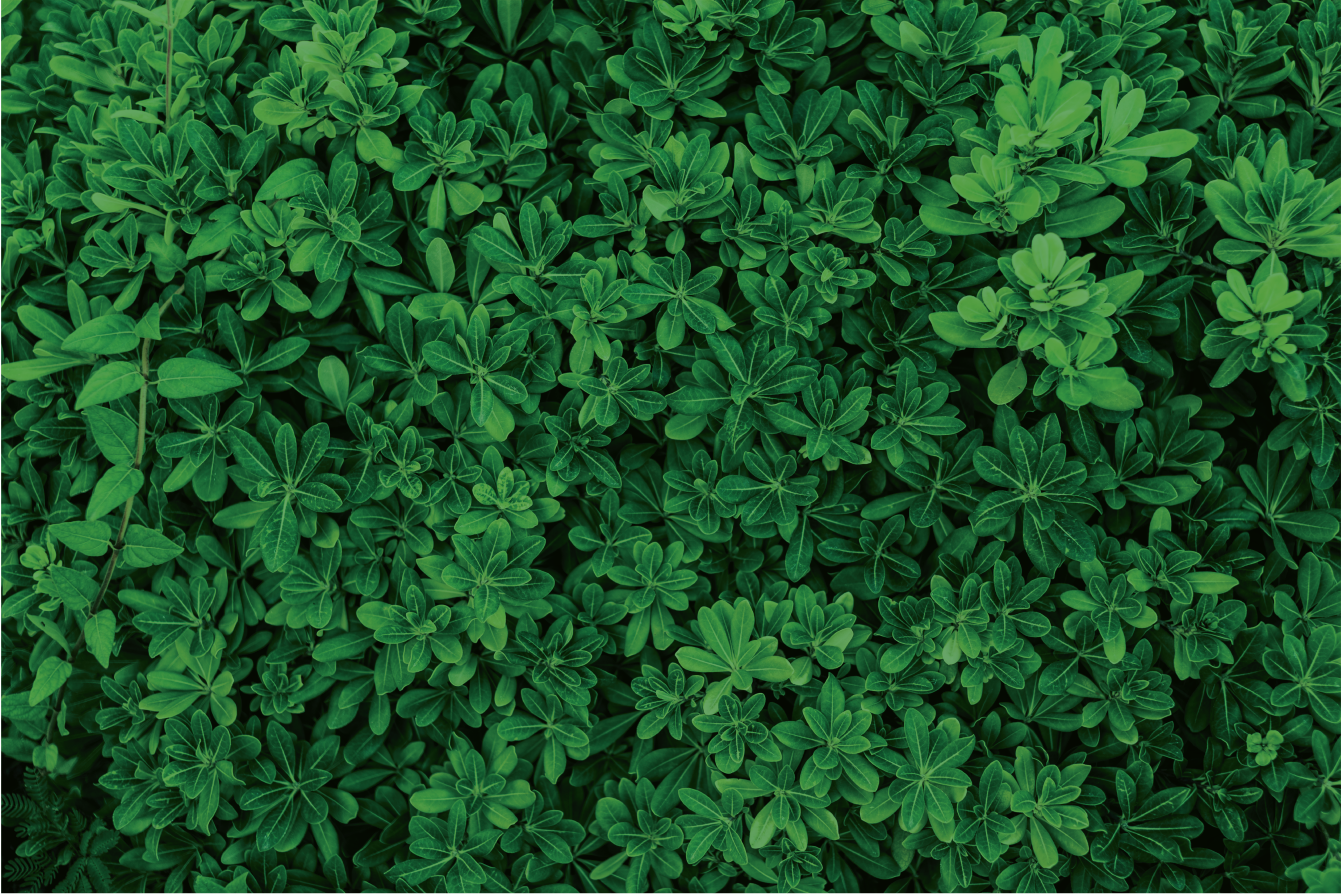 Alfombra vinílica flores patrón de trébol botánico - TenVinilo