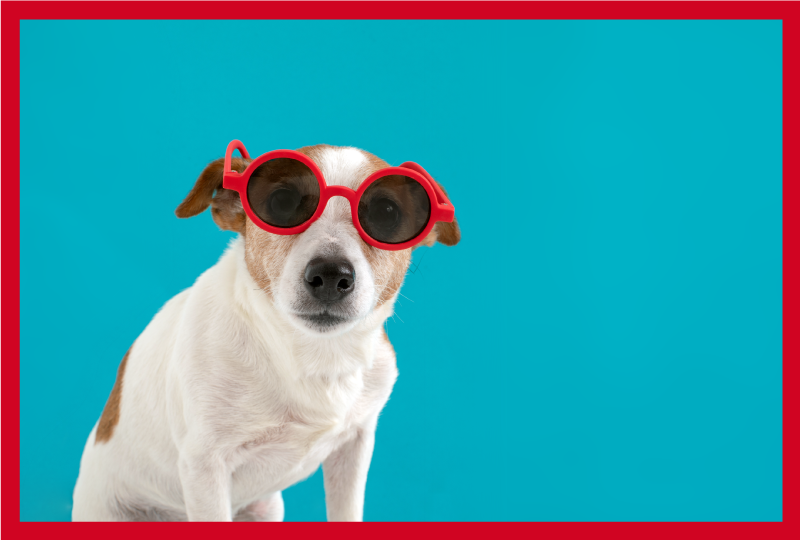 Aflombra vinílica animales Perro gafas de sol - TenVinilo