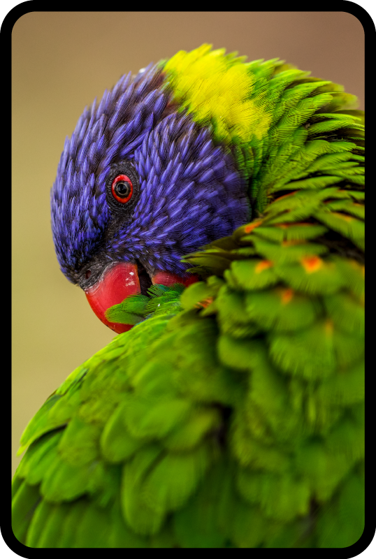 Alfombra vinílica de animales retrato colorido de loro - TenVinilo