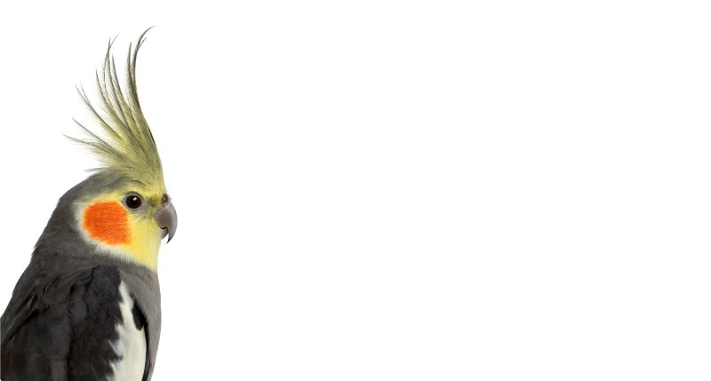 Alfombra vinílica de animales silueta de cacatúa - TenVinilo