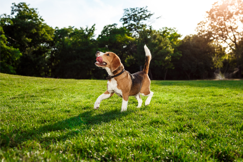Alfombra vinílica de animales beagle feliz corriendo - TenVinilo