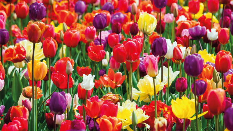 Alfombra vinílica flores arreglo de tulipanes vibrantes - TenVinilo