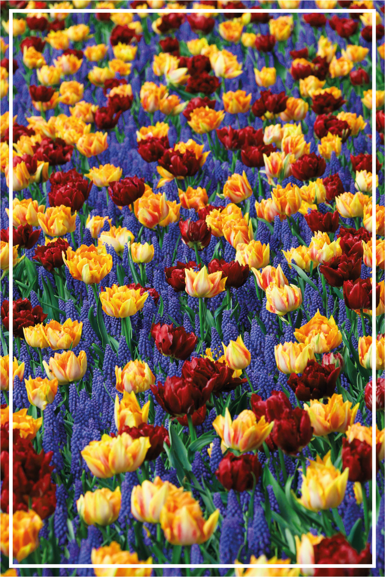 Alfombra vinílica flores diseño de jardín de tulipanes - TenVinilo