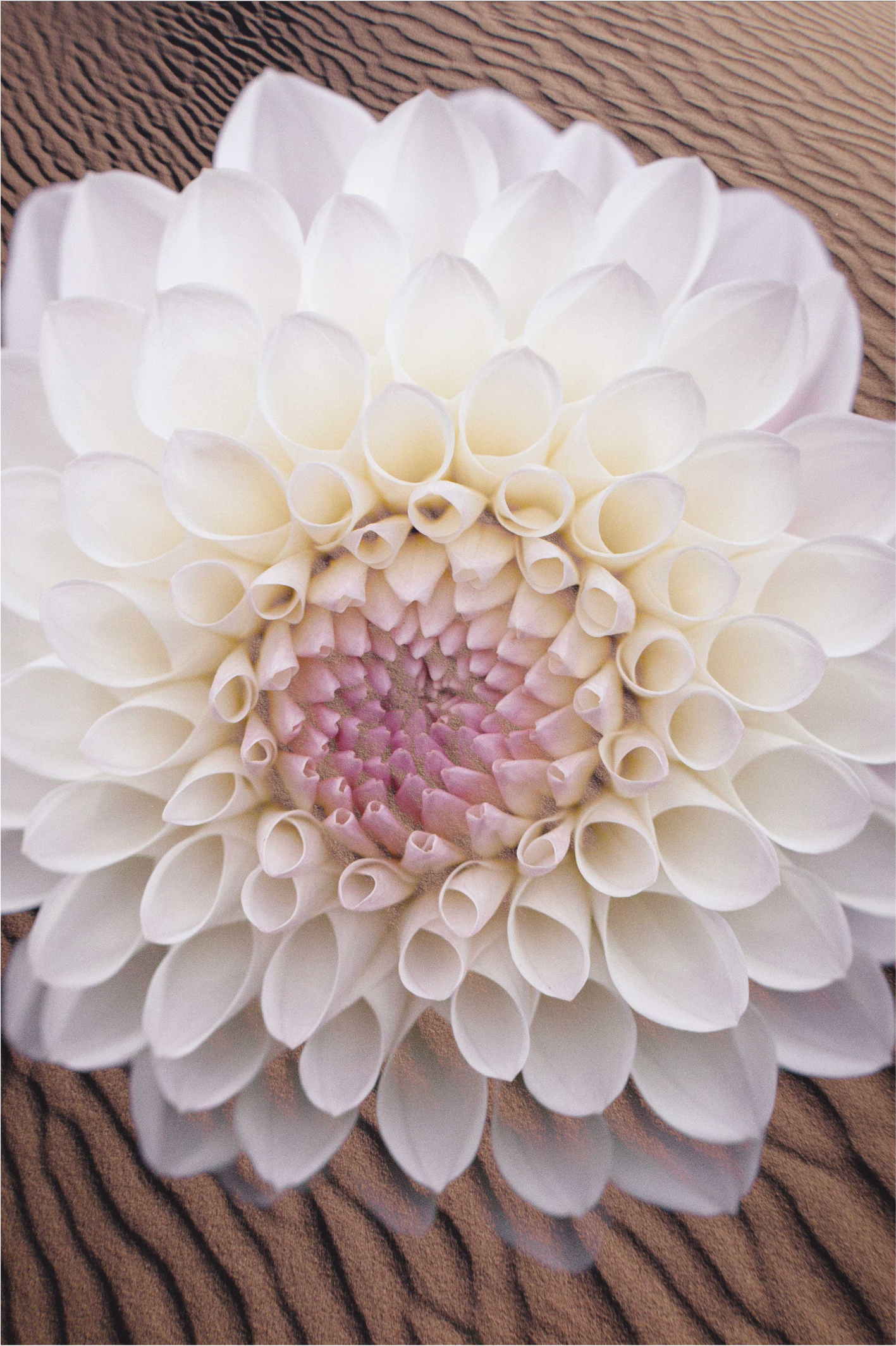 Alfombra vinílica flores elegante composición floral - TenVinilo