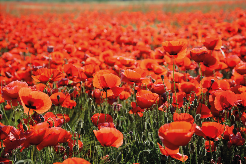 Alfombra vinílica flores amapolas rojas vibrantes - TenVinilo