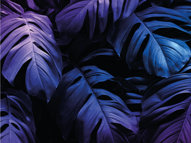 Alfombra vinílica flores diseño de hojas tropicales - TenVinilo